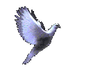 une colombe